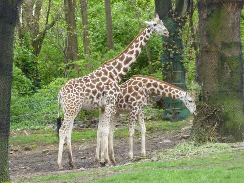 Girafes au zoo du Bronx, New York