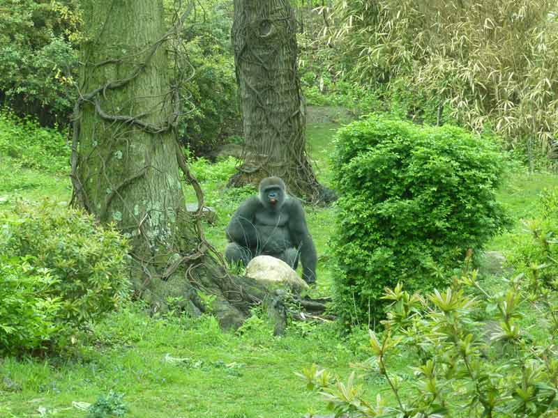 Gorille au zoo du Bronx, New York