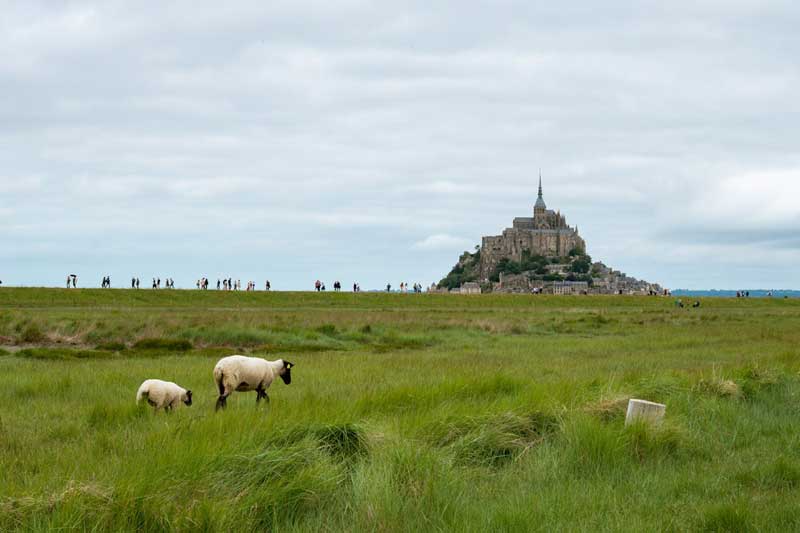 Moutons dans les prés face au Mont-Saint-Michel sous un ciel nuageux en Normandie