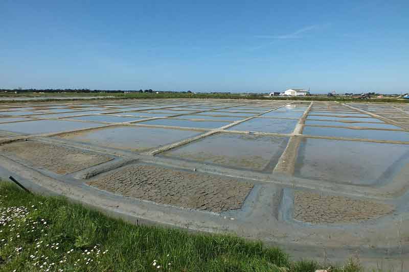 Damier des bassins de marais salants où l'eau de mer circule avant de cristalliser en sel, île de Noirmoutier