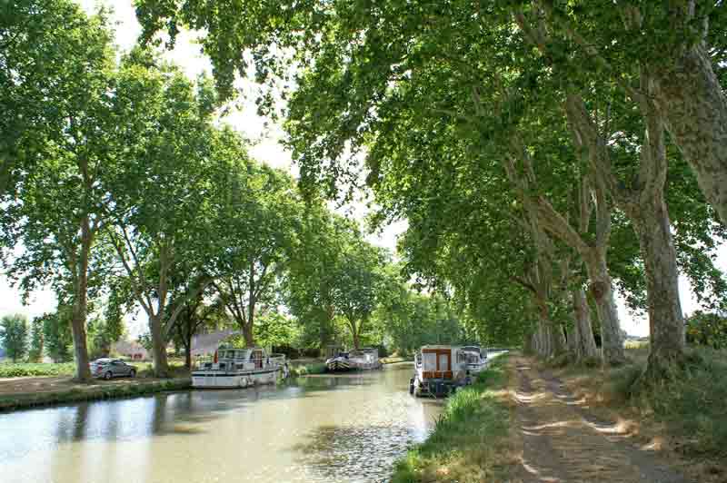Péniches amarrées sur le canal du Midi bordé de platanes, en Occitanie
