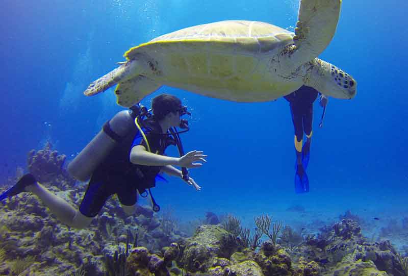 plongeurs qui nagent avec des tortues au large d'Aqaba