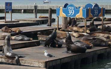 Phoques sur le quai 39 à San Francisco