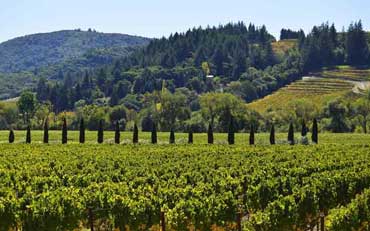 Vallée de Sonoma, région viticole américaine (Wine Country)
