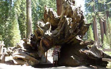 Randonneur qui marche à l’intérieur d’un séquoia couché, parc national de Kings Canyon