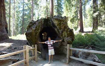 Séquoia couché dans le parc national de Kings Canyon