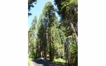 Sequoia géant (Sequoia National Park)