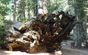 Sequoia géant couché au Sequoia National Park