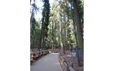 Sherman tree trail, Sequoia National Park