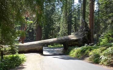 Morceau de séquoia coupé pour laisser passer les voitures sur la route en direction de Crescent Meadow