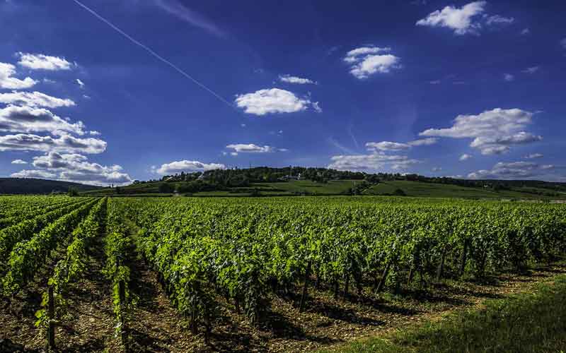 Vignoble du Grand Auxerrois