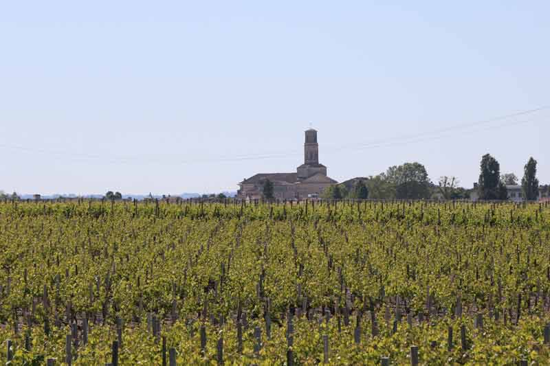 Vignoble de Pauillac avec vue sur l'église Saint-Martin, dans le Médoc en Gironde