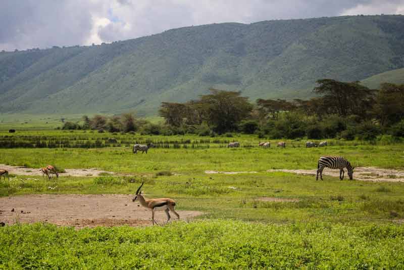 Zèbres et gazelles dans la savane verdoyante lors d’un safari à cheval en Afrique