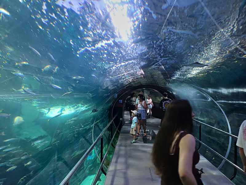 Tunnel sous-marin de l'Aquarium Donostia à Saint-Sébastien avec ses bancs de poissons évoluant autour des visiteurs