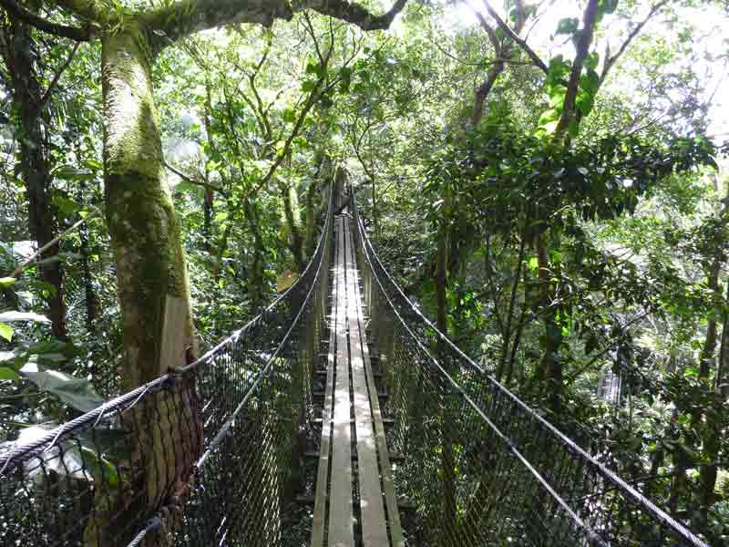 Pont suspendu traversant la canopée de la forêt tropicale au parc des Mamelles en Guadeloupe, offrant une vue immersive parmi les arbres et la végétation dense