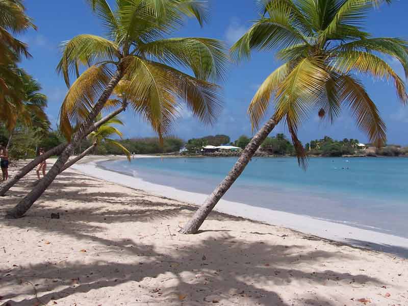 Plage des Salines en Martinique avec sable blanc, cocotiers penchés et lagon turquoise sous le soleil des Caraïbes