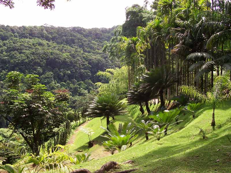 Paysage tropical luxuriant du jardin de Balata en Martinique