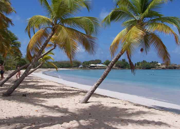 Plage des Salines en Martinique avec sable blanc, cocotiers penchés et lagon turquoise sous le soleil des Caraïbes