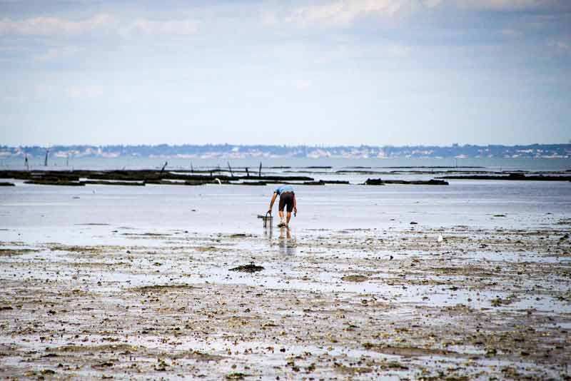 Pêcheur à pied courbé sur l’estran à marée basse près du passage du Gois, Noirmoutier, Vendée en automne