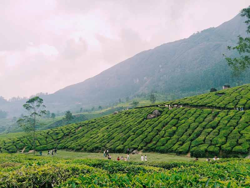 plantation de thé à Munnar, Kerala, collines verdoyantes des Ghâts occidentaux