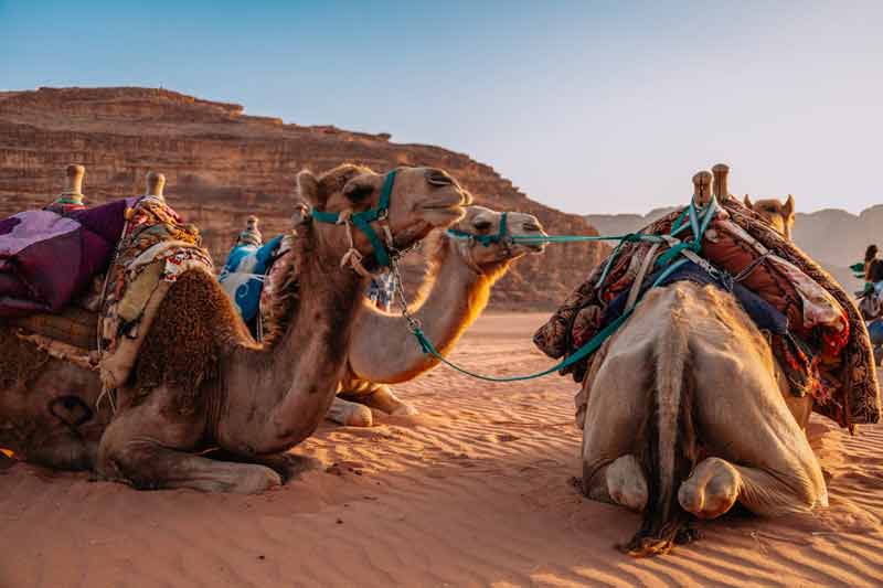 Dromadaires harnachés au repos dans le désert du Wadi Rum en Jordanie, prêts pour une randonnée à dos de chameau