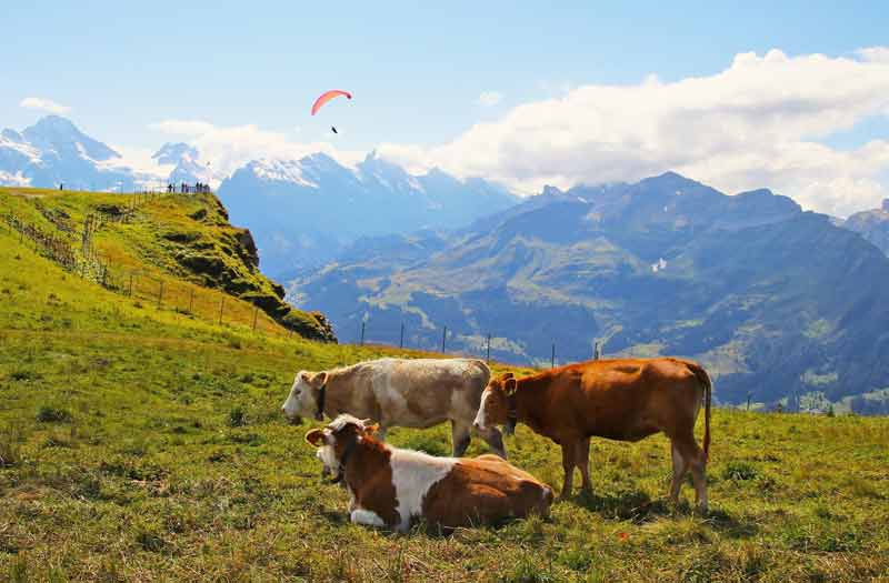 Vaches en alpage dans les Alpes du Sud avec vue sur les montagnes et un parapente dans le ciel