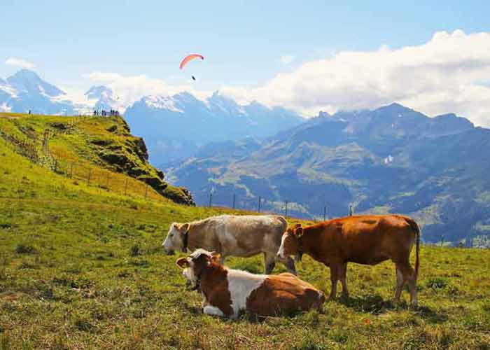 Vaches en alpage dans les Alpes du Sud avec vue sur les montagnes et un parapente dans le ciel