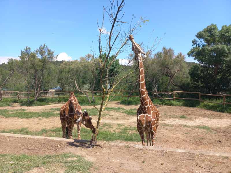 Girafes à la réserve africaine de Sigean, animaux en semi-liberté dans un décor naturel de l’Aude