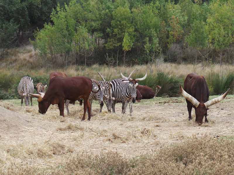 Zèbres et animaux africains dans la réserve de Sigean, immersion safari au cœur de l’Aude