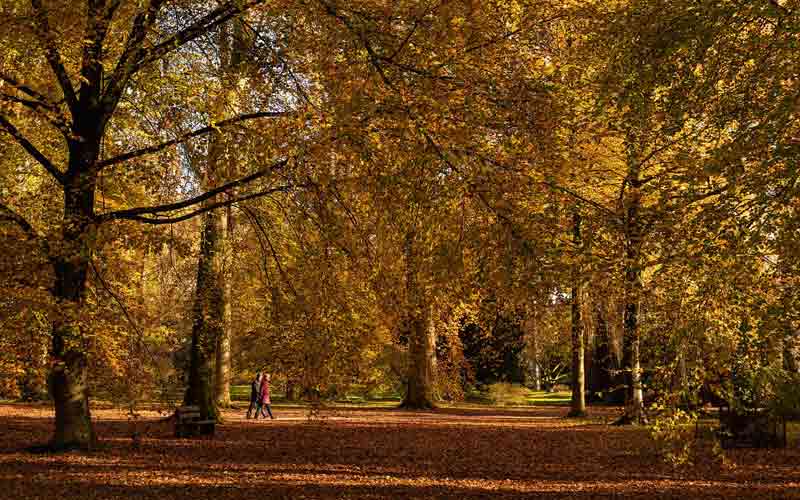 Balade dans l'arboretum national de Westonbirt