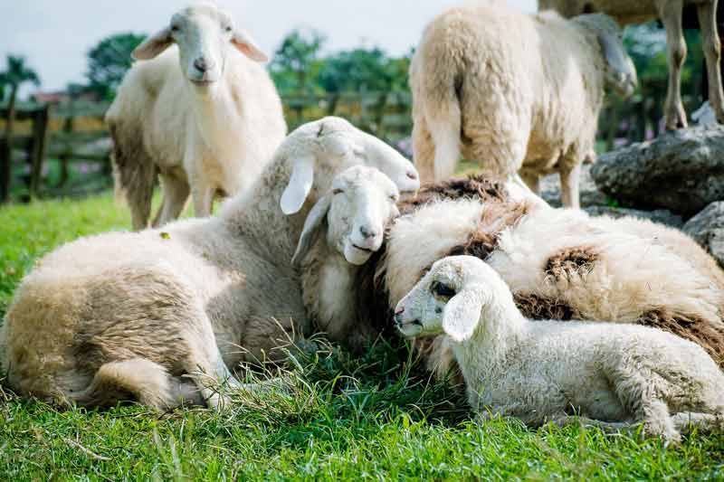 Moutons et agneaux dans une ferme écologique près de Paris