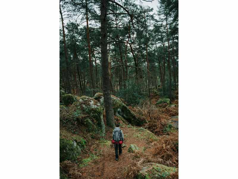 Randonnée en forêt de Fontainebleau pour un week-end nature près de Paris