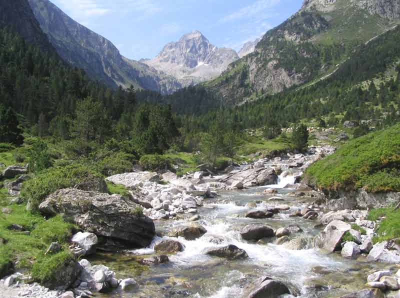 Torrent de montagne serpentant entre pins à crochets dans la vallée du Lutour, sur le chemin du lac d'Estom à Cauterets