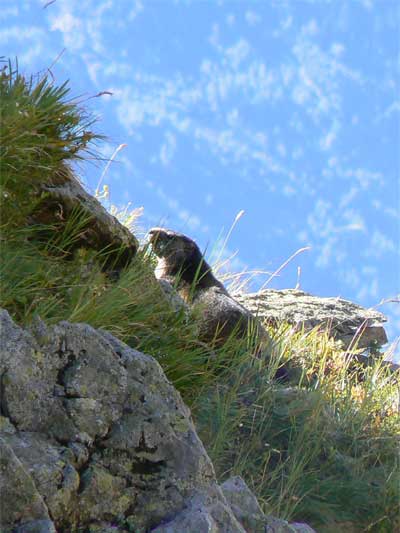 Marmotte observée sur les pentes rocailleuses des Aiguilles Rouges en montant vers le lac Cornu