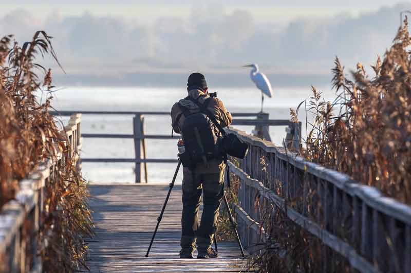 Photographe équipé d’un trépied observant un oiseau sur une passerelle en bois au bord d’un plan d’eau en Charente, entouré de roseaux sous une lumière matinale