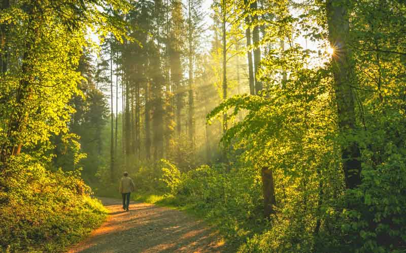 Promeneur marchant sur un sentier forestier en Charente, baigné par la lumière dorée du soleil filtrant à travers les arbres verdoyants