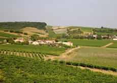 Paysage vallonné des vignobles de Cognac en Charente, avec un petit village entouré de vignes sous un ciel clair