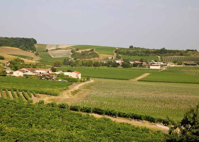 Paysage vallonné des vignobles de Cognac en Charente, avec un petit village entouré de vignes sous un ciel clair