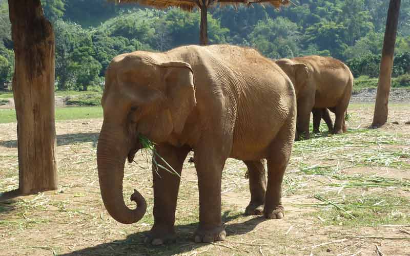 Elephant Nature Park