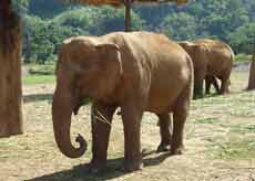 Elephant à l'Elephant Nature Park situé dans les montagnes de Mae Taeng (à une soixantaine de kilomètres de Chiang Mai)