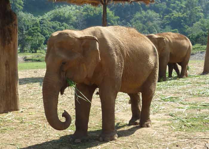 Elephant  l'Elephant Nature Park situ dans les montagnes de Mae Taeng ( une soixantaine de kilomtres de Chiang Mai)