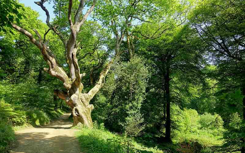 Promenade Géorgienne dans les jardins perdus de Heligan (Lost Gardens of Heligan)