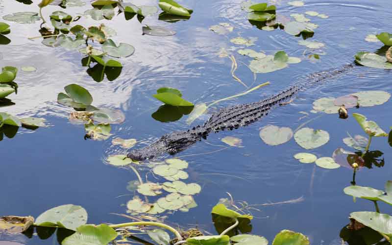 Alligator en train de nager dans un marécage