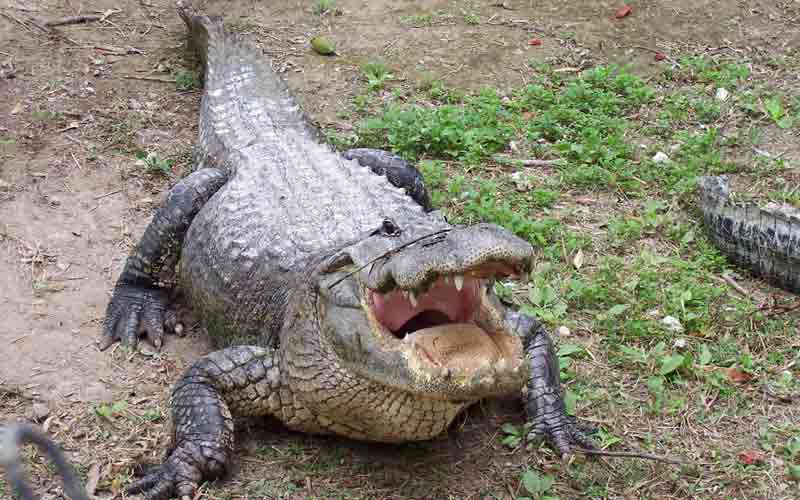 Alligator dans l’Everglades Alligator Farm