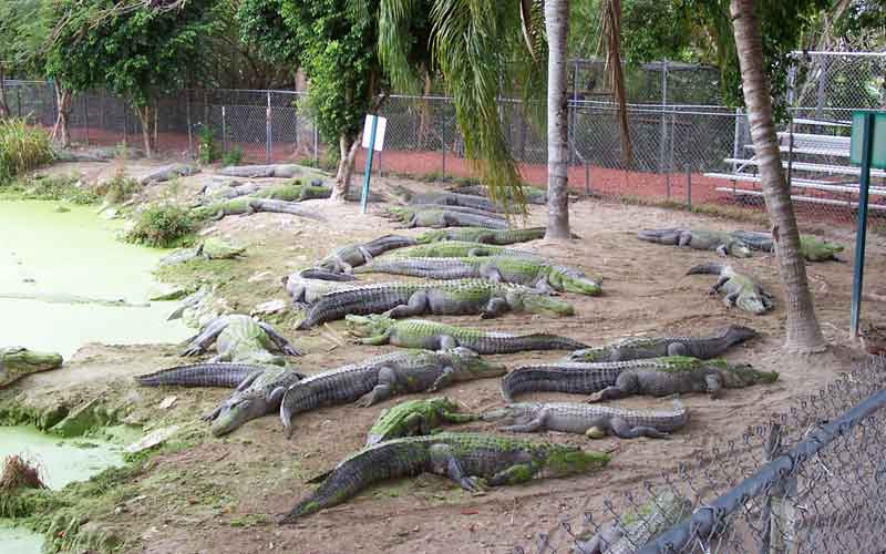Mare aux alligators dans la ferme aux alligators (Everglades)
