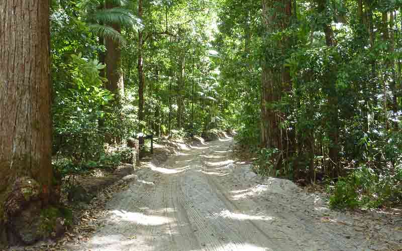 Piste de sable dans la rainforest