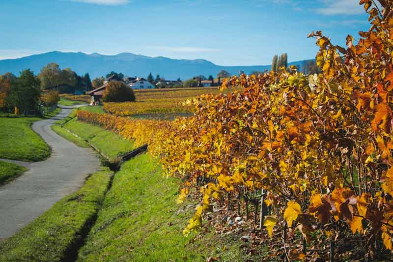 Vignobles de Satigny près de Genève, une idée nature pour ceux qui se demandent que faire à Genève