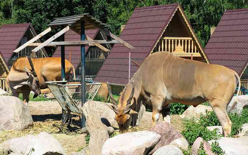Animaux au zoo d’Öland