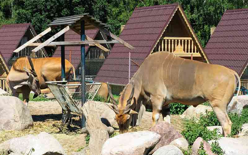 Animaux au zoo d’Öland