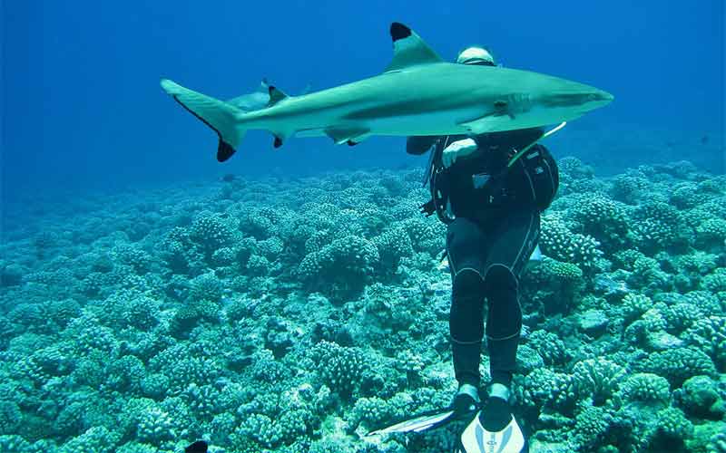 Plongeur près d'un requin à pointes noires au large de Shark point